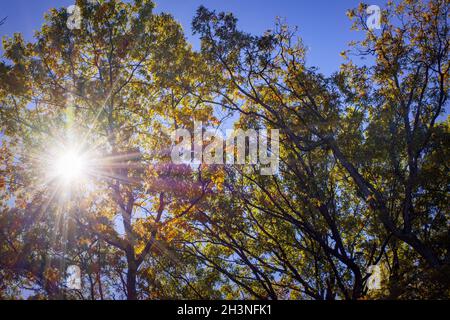 Die Sonne erzeugt einen Sonnenstoß, wenn sie an einem sonnigen Morgen durch das obere Baldachin eines Dezidenwaldes geht. Stockfoto