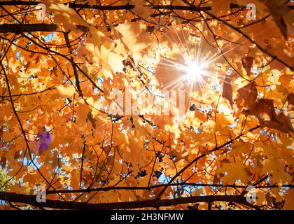 Sonnenlicht erzeugt einen Sonneneinbruch unter den Ahornblättern in all ihrer Herbstpracht. Stockfoto