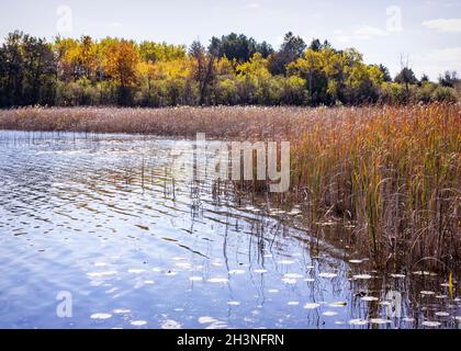 Die sumpfigen Rohrkolben an einem sonnigen Herbsttag im Waukesha County, Wisconsin. Stockfoto