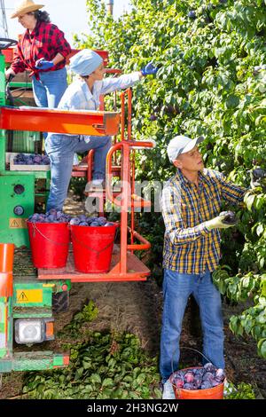 Gruppe von Arbeitern, die Pflaumen mit einer Sortiermaschine ernten Stockfoto