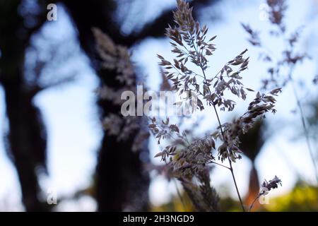 Der Frühling ist da und das Leben sprießt. Sprießen von Bäumen und anderen terrestrischen Epiphyten, die als Luftpflanzen bekannt sind. Stockfoto