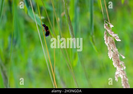 Der Frühling ist da und das Leben sprießt. Sprießen von Bäumen und anderen terrestrischen Epiphyten, die als Luftpflanzen bekannt sind. Stockfoto