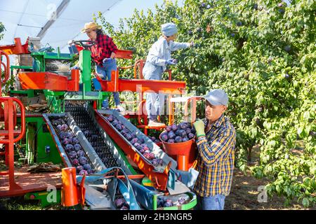 Gruppe von Arbeitern, die Pflaumen mit einer Sortiermaschine ernten Stockfoto