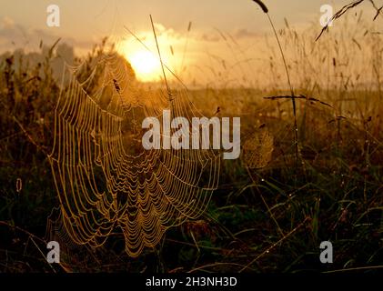 Fangen eines Spinnennetzes im Gras gegen den Sonnenuntergang. Schöne Natur auf dem Feld und im Netz. Stockfoto