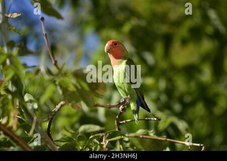 Ein kleiner Vogel, der auf einem Ast thront Stockfoto