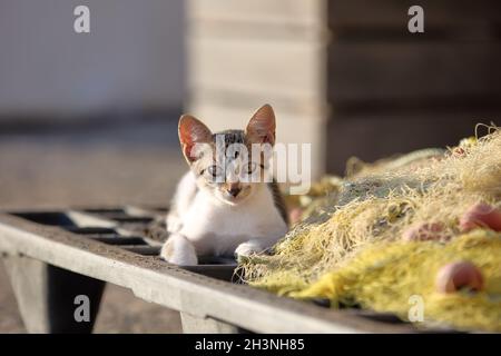 Kleine niedliche, obdachlose Katze sitzt und entspannt sich am sonnigen Tag auf dem Fischernetz in industrail. Stockfoto