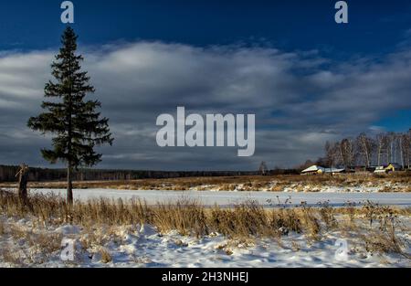 Winter und Schnee, Kiefern auf der Straße zwischen Schnee und trockenem Gras. Stockfoto