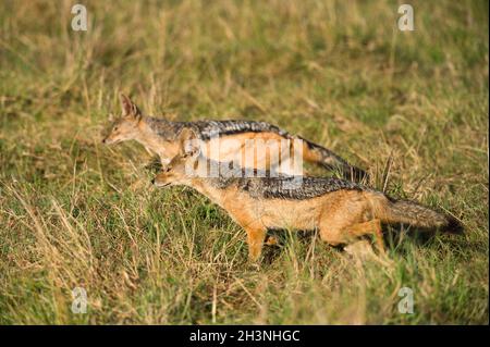 Ein Paar Schwarzrückenschakale (Canis mesomelas), die im hohen Gras spazieren, Masai Mara, Kenia Stockfoto