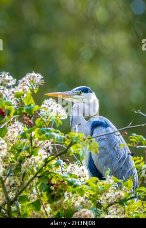 Nahaufnahme eines grauen Reihern, Ardea cinerea, der sich hoch oben in einem Baum in einem Wald ruht. Stockfoto