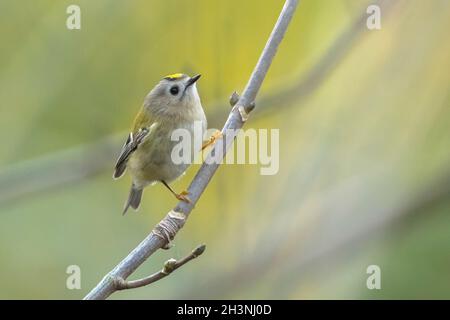 Nahaufnahme eines Goldcrest-Vogels, Regulus regulus, der durch Äste von Bäumen und Sträuchern fortschiert Stockfoto