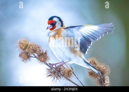 Europäischer Goldfinkenvogel, Carduelis carduelis, sitzt, fressen und füttern Samen im Schnee während der Wintersaison Stockfoto