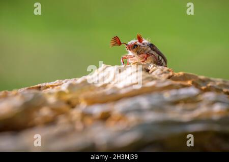 Nahaufnahme eines Waldschachackers, melolontha hippocastani, foraginging auf einem hölzernen Baumstamm Stockfoto