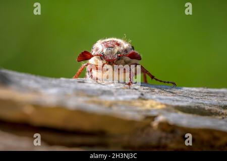 Nahaufnahme eines Waldschachackers, melolontha hippocastani, foraginging auf einem hölzernen Baumstamm Stockfoto