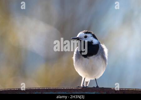 Nahaufnahme eines weißen Wagtails, Motacilla alba, thront. Ein Vogel mit weißen, grauen und schwarzen Federn. Der Weiße Wagtail ist der Nationalvogel Lettlands Stockfoto