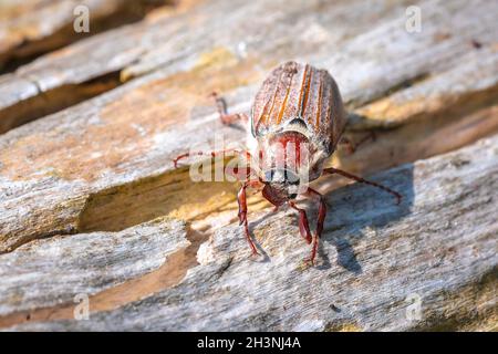 Nahaufnahme eines Waldschachackers, melolontha hippocastani, foraginging auf einem hölzernen Baumstamm Stockfoto