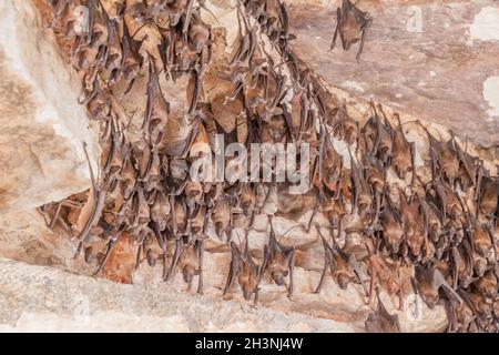 Fledermäuse in Garh Palace in Bundi, Rajasthan Staat, Indien Stockfoto