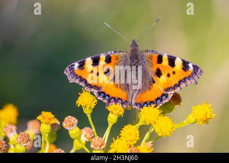 Nahaufnahme des kleinen Schildpatt-Schmetterlings Aglais urticae, der gelbe Blüten bestäubt. Von der Natur isoliert Stockfoto