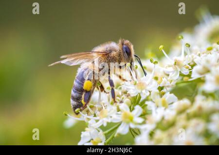 Nahaufnahme einer westlichen Honigbiene oder europäischen Honigbiene APIs mellifera, die Nektar aus weißen Blüten füttert Stockfoto