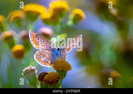 Am frühen Morgen Blauer Schmetterling, Polyommatus icarus, bestäubt auf einer Blume auf einer Wiese unter hellem Sonnenlicht. Stockfoto