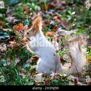 Flauschiges graues Eichhörnchen in den Herbstblättern. Stockfoto