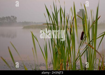 Am Ufer des Reservoirs wächst die Hornhautpflanze. Stockfoto