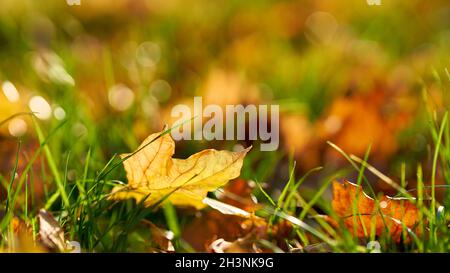 Blätter mit bunten Herbstfarben auf einer Wiese im Herbst Stockfoto