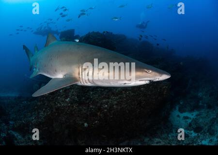 Grauer Schwesternhai (Carcharias taurus) mit Angelhaken im Mund am Cherubs Rock, Moreton Island, Queensland, Australien Stockfoto