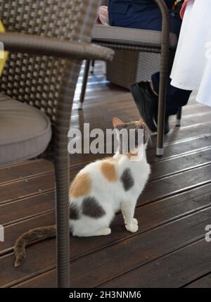 Eine Katze sitzt unter dem Tisch und bittet um Nahrung. Stockfoto