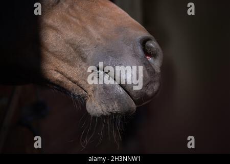 Vorderseite der Nase eines einzelnen Pferdes braune Farbe aus nächster Nähe. Schönes braunes Ranchpferd. Großer, körperreicher Ranch-Wallach. Pferd aus dem Stockfoto