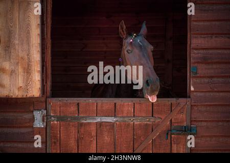 Schönes Pferd, das mit geflochtener Mähne über die Stalltüren blickt. Schönes braunes Ranchpferd mit geflochtener Mähne. Große körperreiche Ranch Stockfoto