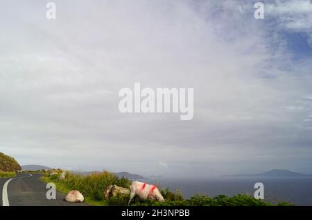 Wild Atlantic Way Schafe auf der malerischen Route nach Keem Strand Stockfoto