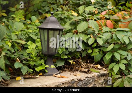 Vintage alten rostigen Straße klassischen Eisen Laterne auf dem Ziegelzaun Blütenstand des Herbstes Efeu Garten oder wilde Trauben. Nahaufnahme Stockfoto