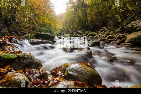 Berg kleiner Fluss im Wald mit Stromschnellen und Wasserfällen. Ein Waldbach. Stockfoto