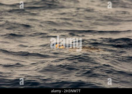 Wasserschildkröte, die in der Nähe der Südküste der Kanarischen Insel La Gomera schwimmend ist. Stockfoto