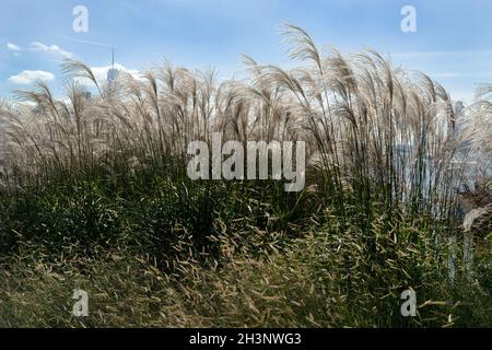 Little Island, ein öffentlicher Parkpier im Hudson River Park, wurde am 21. Mai 2021 für die Öffentlichkeit geöffnet. Meeresgräser befahren einen windgepeitschten Hügel im Park. Stockfoto