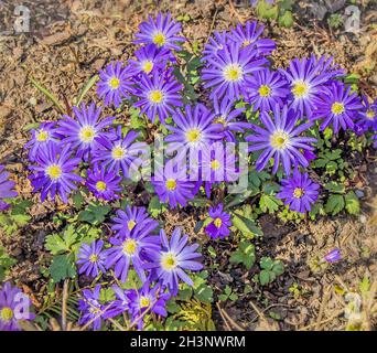 Balkananemone „Anemone blanda“ Stockfoto