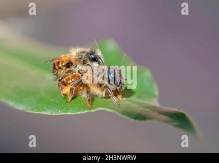 Rotmaurerbiene „Osmia rufa“ Stockfoto