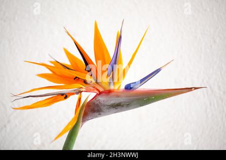 Schöne bunte, Paradiesvögel, Strelitzia reginae, tropische Blume auf weißem Hintergrund Stockfoto