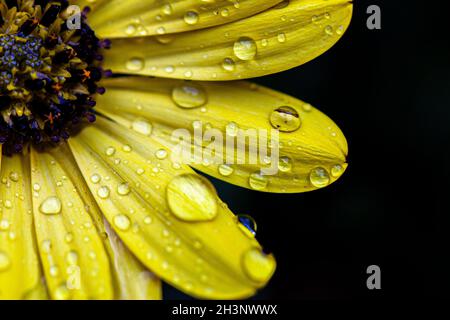 Transparente Regentropfen auf den Blütenblättern einer gelben Gänseblümchen-Blume in der Sonne Stockfoto