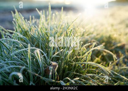 Gras auf einer Wiese an einem eisigen kalten Morgen in Winter Stockfoto