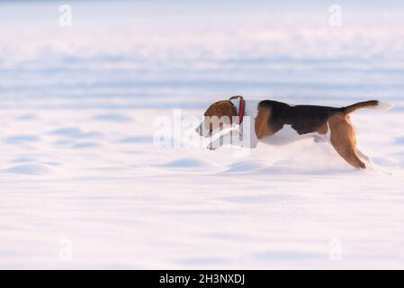 Der Beagle-Hund springt in der Ferne durch ein schneebedecktes Feld Stockfoto