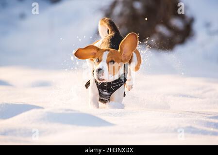 Der Beagle-Hund springt durch ein schneebedecktes Feld zur Kamera. Stockfoto