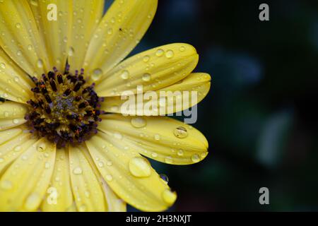 Transparente Regentropfen auf den Blütenblättern einer gelben Gänseblümchen-Blume in der Sonne Stockfoto