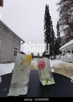 Rote und gelbe Rosen bedeckt mit Eis auf einem schwarzen Tisch. Weiß verschneite Hintergrund in Finnland. Symbol der hoffnungslosen und gefangenen Person. Stockfoto