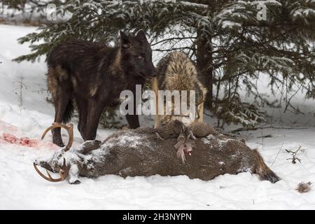 Black Phase Grey Wolf (Canis lupus) und Grey stehen auf dem Hirsch-Karkassen-Winter - Gefangene Tiere Stockfoto