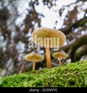 Haube (Mycena galericulata) auf einem toten Baumstamm im Wald Stockfoto