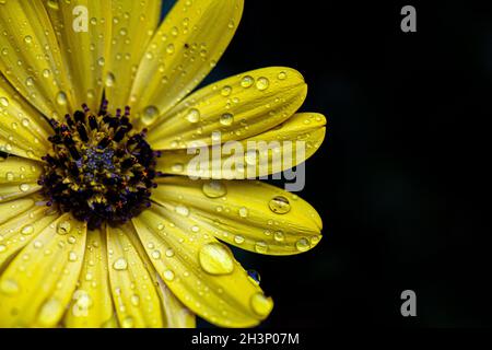 Transparente Regentropfen auf den Blütenblättern einer gelben Gänseblümchen-Blume in der Sonne Stockfoto