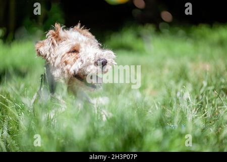 Nahaufnahme eines niedlichen, drahthaarigen Fox-Terrier-Hundes in einem Frühlingsgarten.