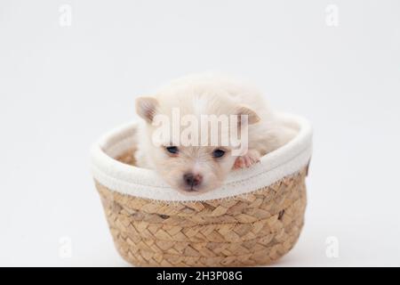 Pommersche spitz Welpe. Stockfoto