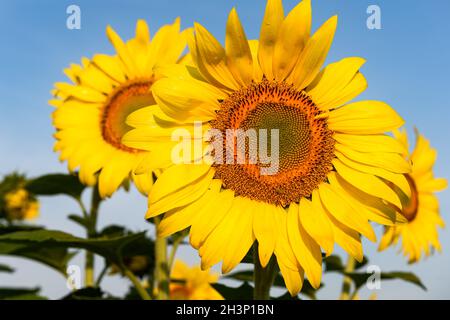 Zwei Sonnenblumen aus nächster Nähe gegen den blauen Himmel - Sommer Stockfoto